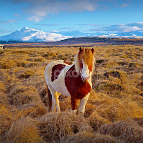 Wild horse in west Iceland by Kristján Karlsson - Animals Horses