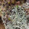 Powdery Peg Lichen