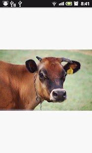 Free Download animal sound APK