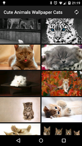 Cute Animals Wallpaper Cats