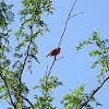 northern cardinal (male)