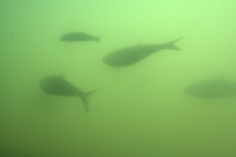 Fish and green algae water