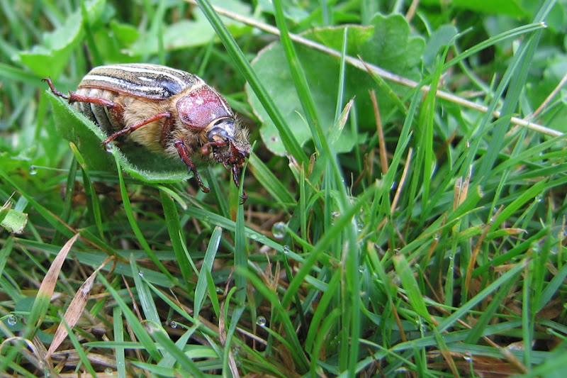 June bug