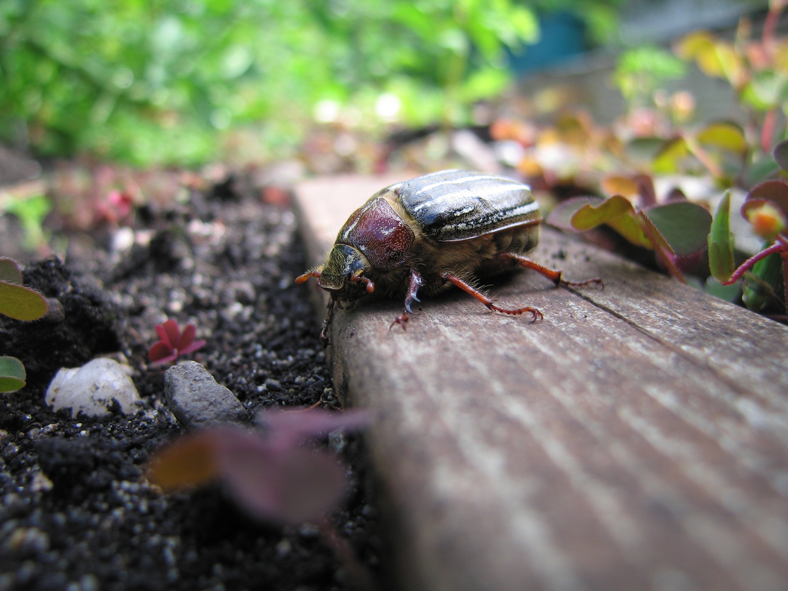 [IMG_6124-june-bug[2].jpg]