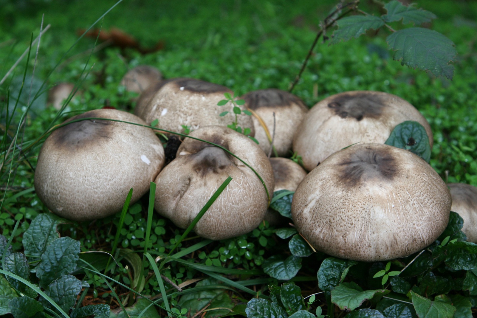 [img_3521 Fall mushrooms[2].jpg]
