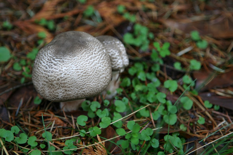 Fall mushrooms