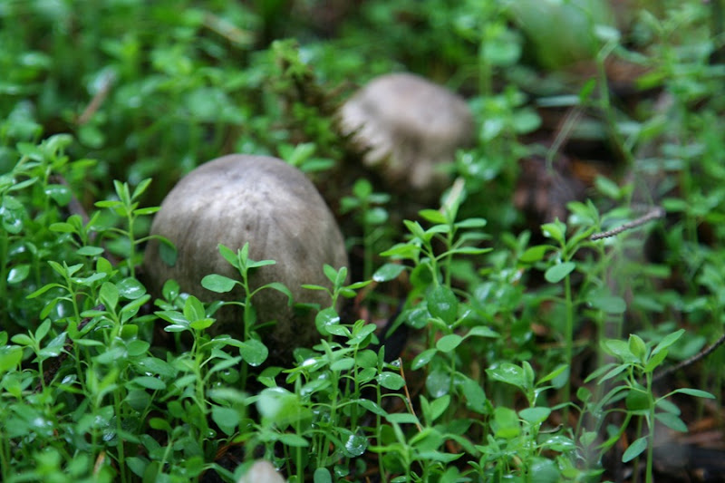 Fall mushrooms