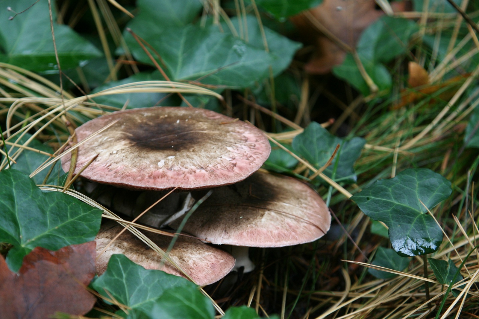 [img_3532 Fall mushrooms[2].jpg]
