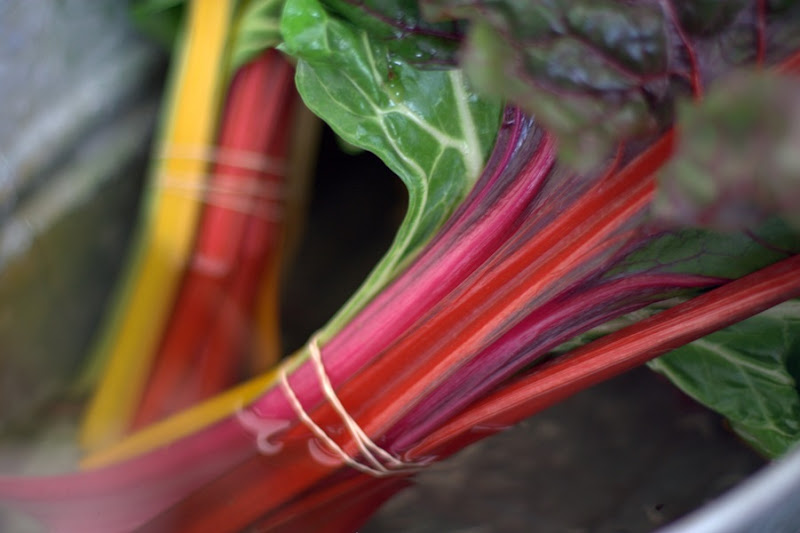 Rainbow chard