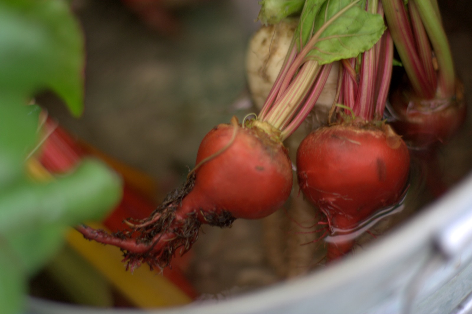 [IMG_5735 Fresh beets[2].jpg]