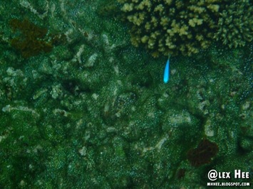 DSCF0663