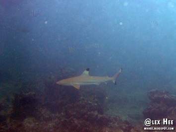 Shark