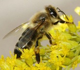 693px-Carnica_bee_on_solidago