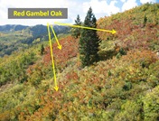 Red Gambel Oak