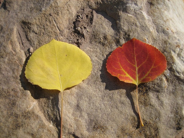 [Red and Yellow Aspen Leaves[5].jpg]