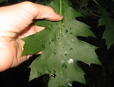 Q rubra leaf