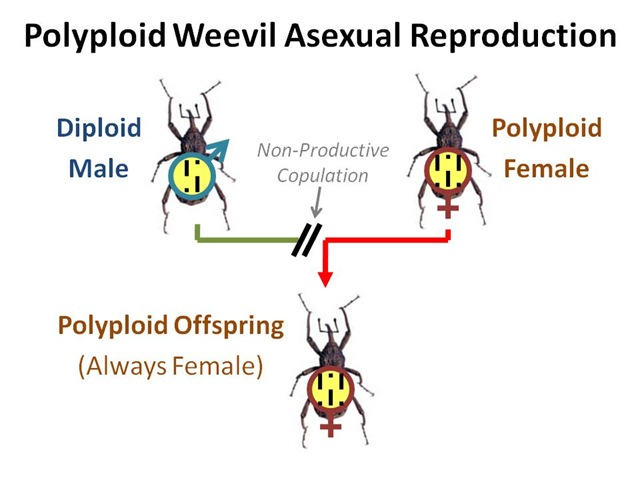 [Weevil Asexual Repro[5].jpg]