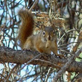 Red Squirrel1