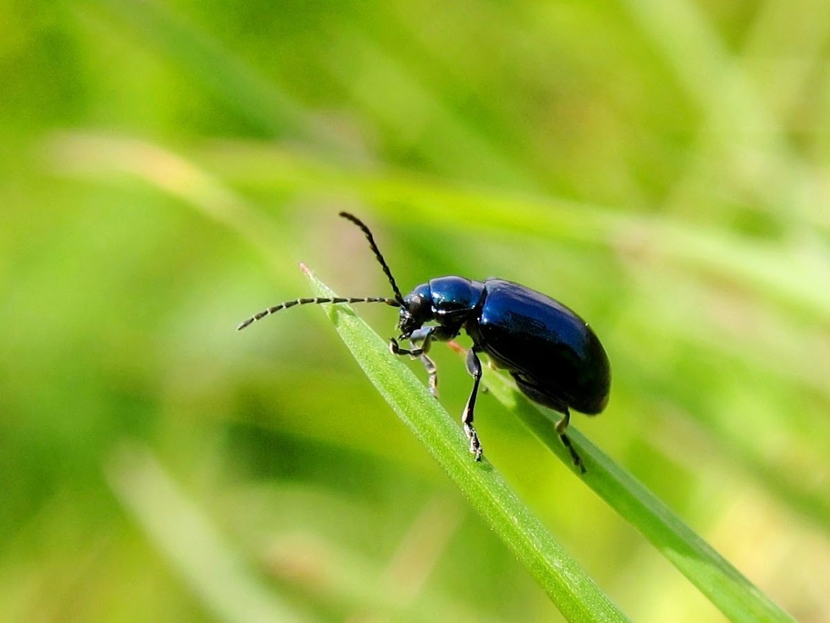 Metallic Blue Leaf Beetle
