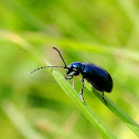 Metallic Blue Leaf Beetle