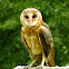 Barn Owl