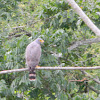 gavilán pollero - roadside hawk