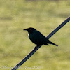 Asian Glossy Starling