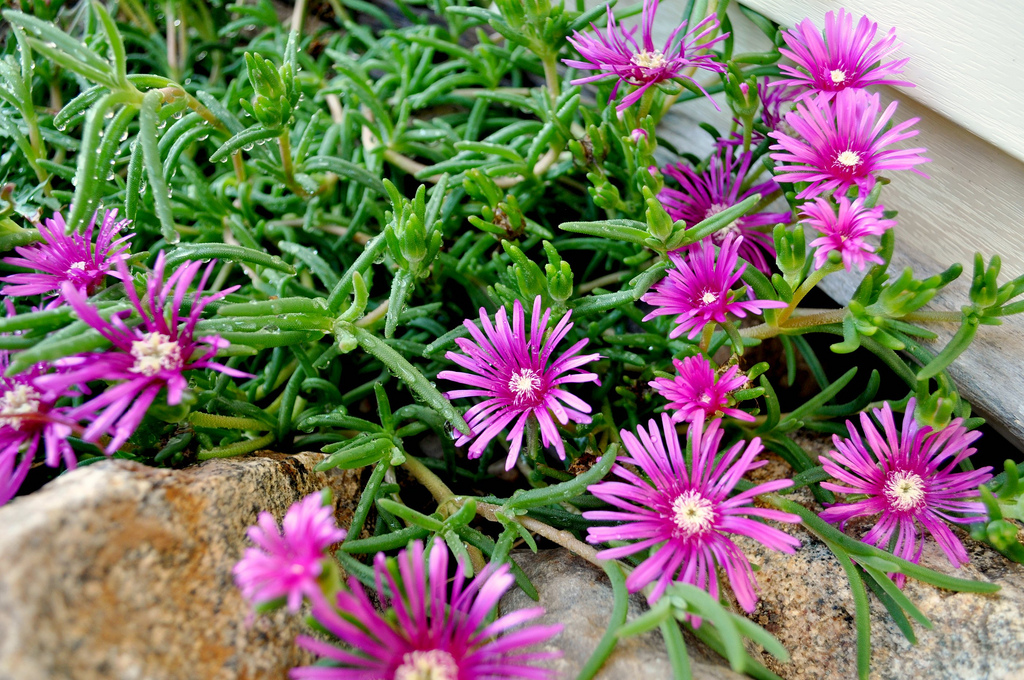 Trailing Iceplant or "Pink Carpet"