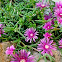 Trailing Iceplant or "Pink Carpet"