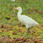 The Cattle Egret