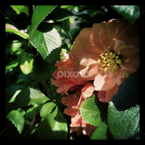 by Alannah Melton - Uncategorized All Uncategorized