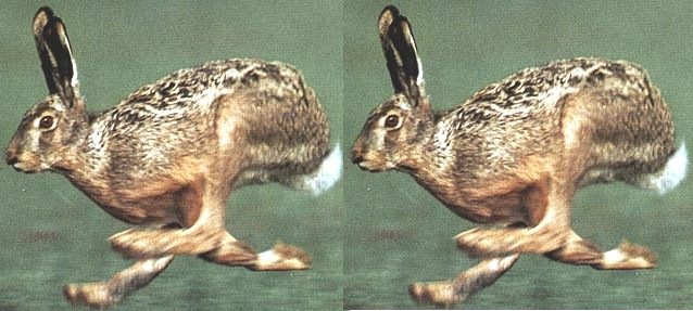 [teknomatikalebres3.jpg]