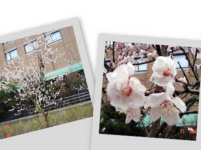 200以上 北海道 樹木 花 854973