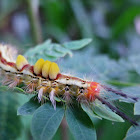 caterpillar------