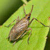 Partridge Bug