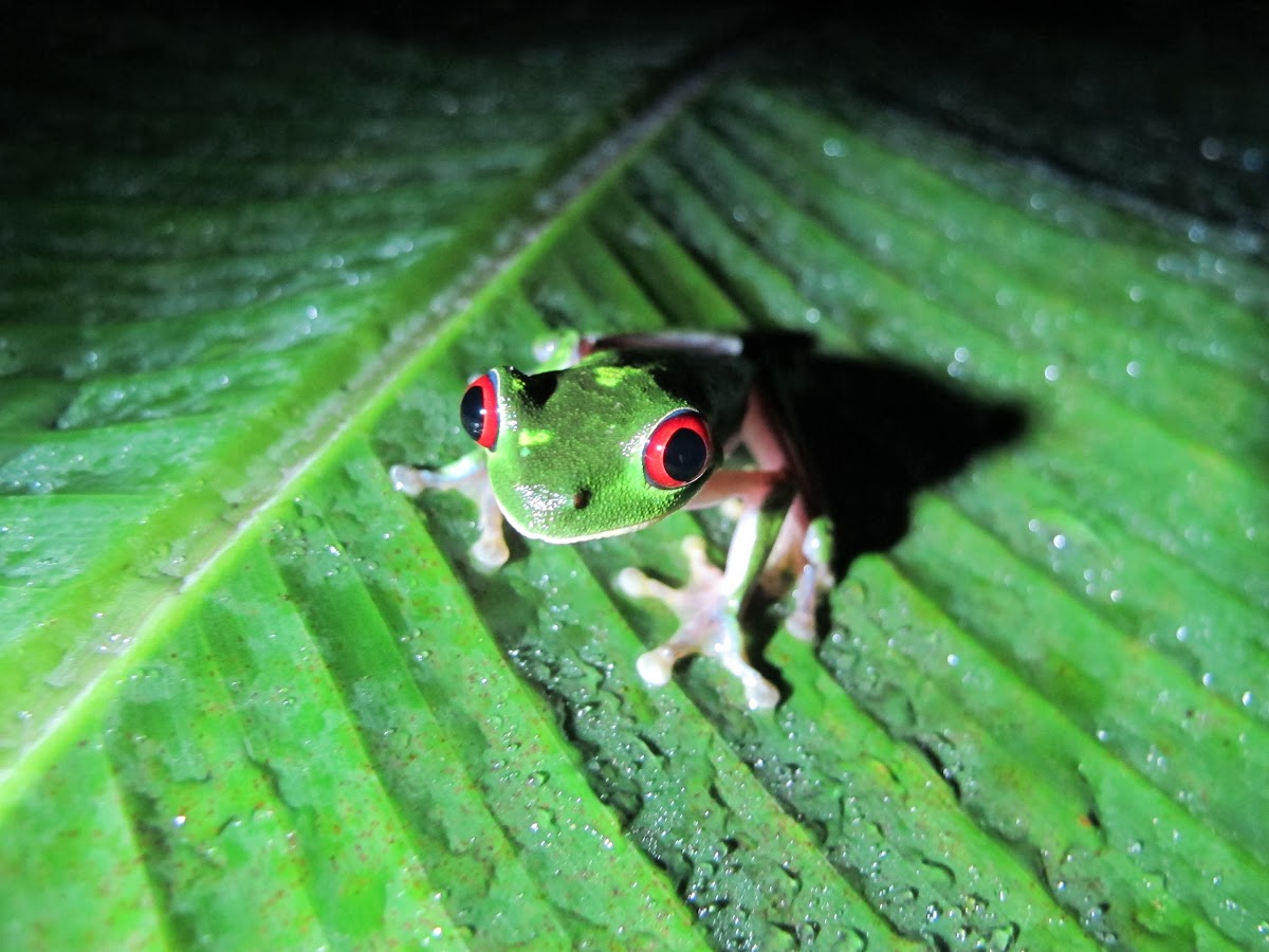red-eyed tree frog