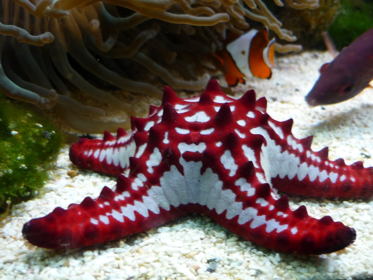 Red-knobbed starfish