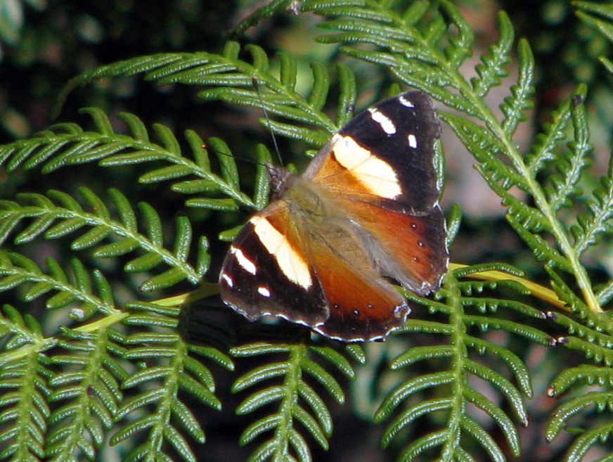 Yellow Admiral Butterfly