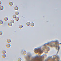 Comatricha nigra spores (part 3/3)