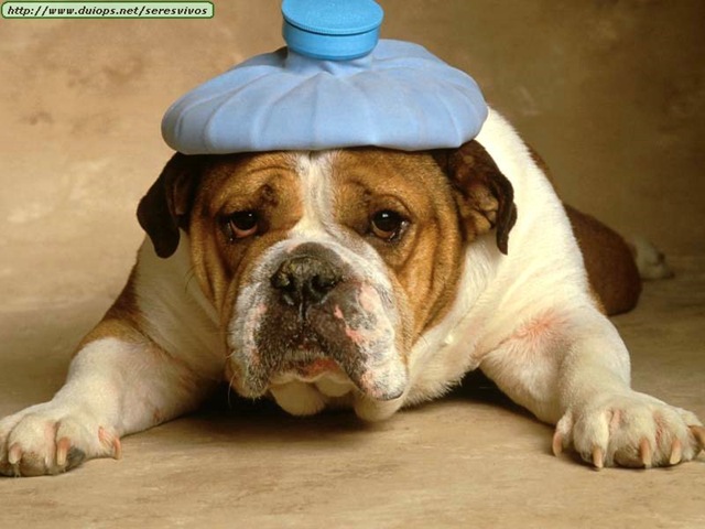 [bulldog-with-headache1[4].jpg]