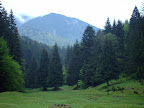 view from Piatra Mare: forest and mountain in summer