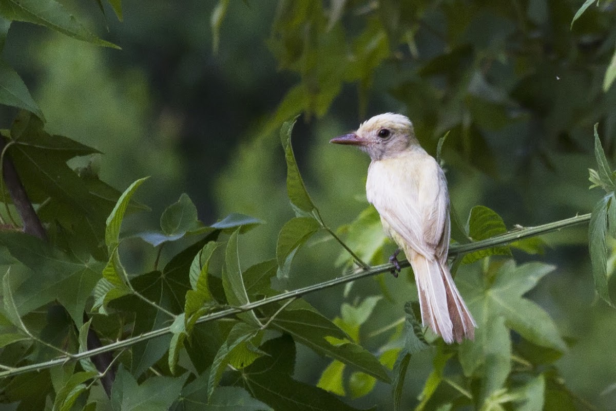 Great Crested Flycatcher (leucistic)