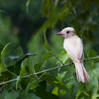 Great Crested Flycatcher (leucistic)