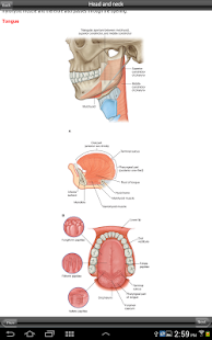 Free Download Gray's Head and Neck APK
