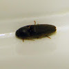 False Click Beetle
