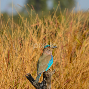 Indian Rolar by Prasad Pendharkar - Animals Birds