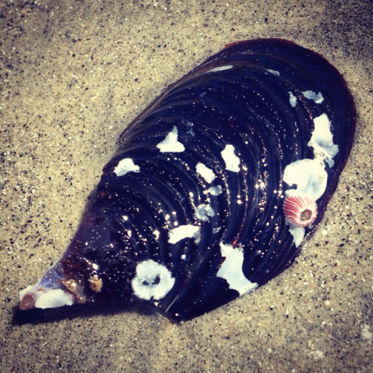 Mussel shell and barnacle