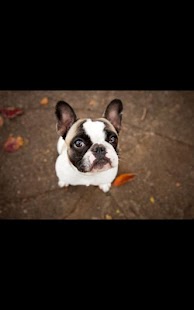 How to get Dog Live Wallpaper lastet apk for laptop