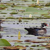 Wood Duck