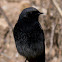 Black Redstart, Colirrojo Tizón